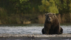 Tânără de 29 de ani, în stare gravă după ce a fost atacată de un urs în Mureș! Femeia se zbate între viață și moarte