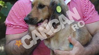 Dupa cateva zile petrecute in tunelurile intunecate de la statia de metrou Lujerului, catelusa salvata a bagat zazanie intre artisti  Irina Loghin si Gheorghe Zamfir se bat pe Lujerica!