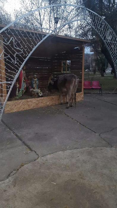 O vacă a mâncat scena Naşterii Domnului, amplasată pentru Crăciun de Primăria municipiului Moreni