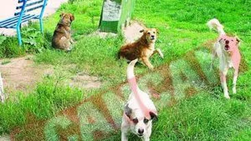 Adapost pentru maidanezi la pret de vile superluxoase