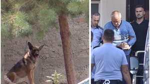 Ce s-a ales de câinii monstrului din Caracal! Imagini noi cu animalele care au îngrozit-o pe Alexandra Măceșanu: “Dincă le ținea în lanțuri”