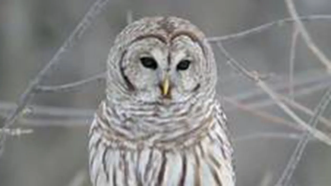 METEO 27 IANUARIE: Vremea va continua sa se incalzeasca