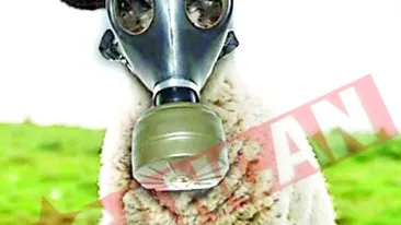 Masti de gaze pentru oi