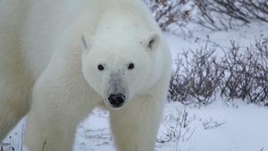 Test de cultură generală. Ce culoare are blana ursului polar, de fapt