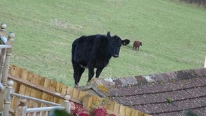 O vaca s-a urcat pe acoperisul unei case
