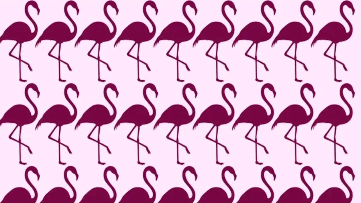 TEST IQ | Găsiți care pasăre flamingo este diferită de toate celelalte