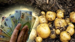 De necrezut! Câți lei costă kilogramul de cartofi noi românești în Carrefour și în Auchan