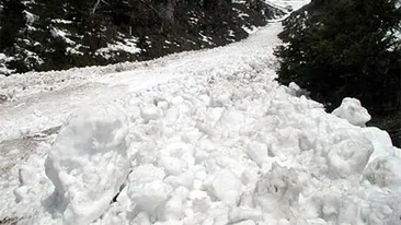 Tragedie în Harghita! Un bărbat din Harghita a murit în timp ce tăia un brad de Crăaciun