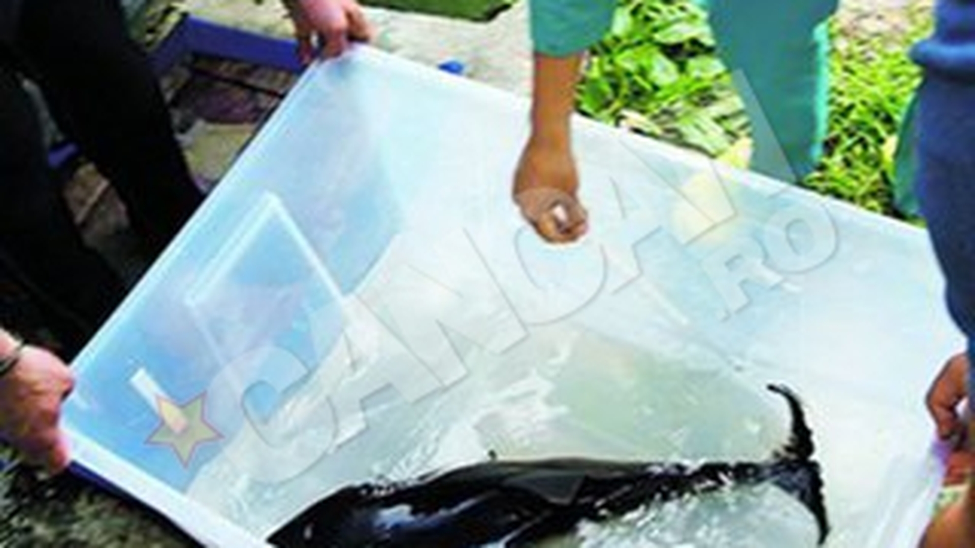 Pipper, puiul de delfin,a murit
