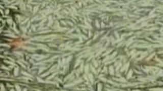 VIDEO Mii de pesti morti pe coasta Braziliei! Nimeni nu stie ce i-a ucis