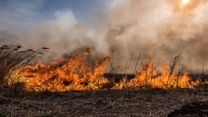 Incendiu puternic în Delta Dunării. Ard 10 hectare de vegetație uscată