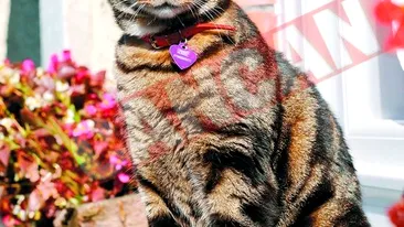 O pisica are boala pe postasi