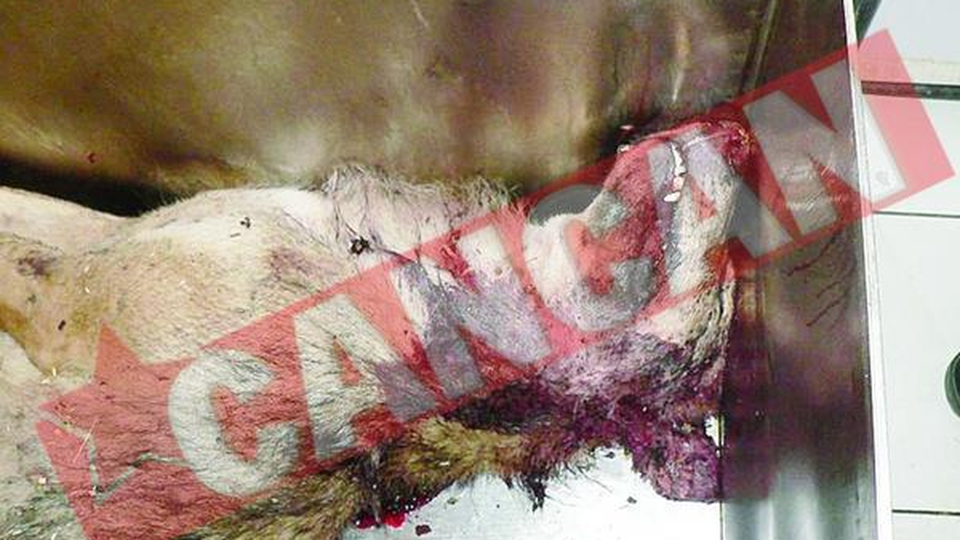 Si-a salvat tatal din coltii unui lup turbat