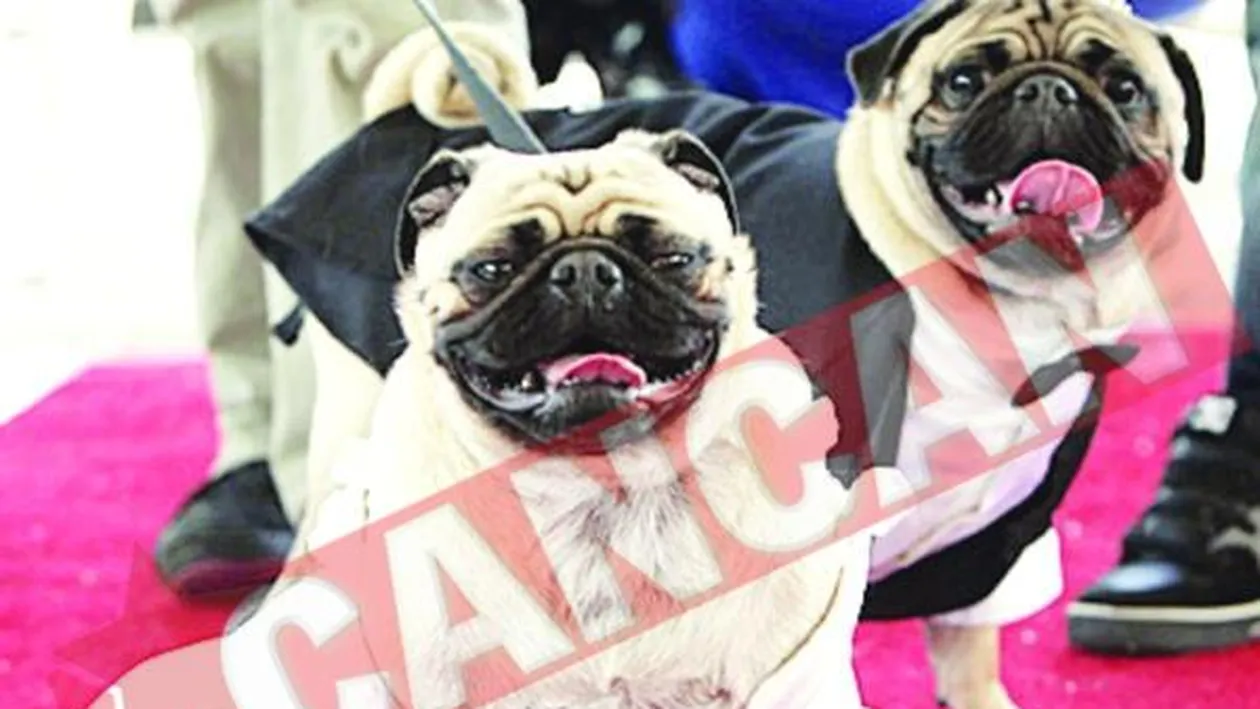 Nunti pentru animale