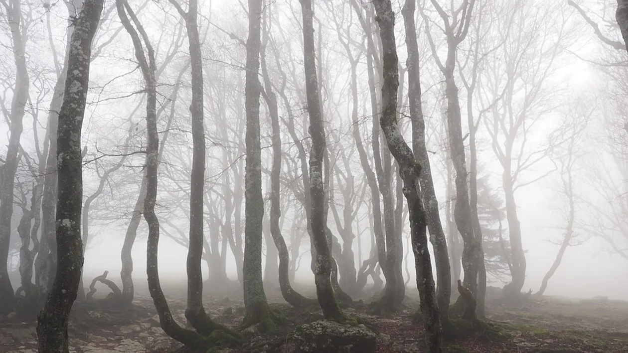 Pădurea bântuită din Hoia Baciu a fost scena unei petreceri la care au participat 50 de oameni! Autoritățile au întrerup distracția