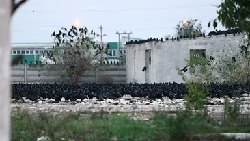 VIDEO Imagini apocaliptice desprinse din Păsările de Alfred Hitchcock! Ciorile au invadat o zonă din Pipera