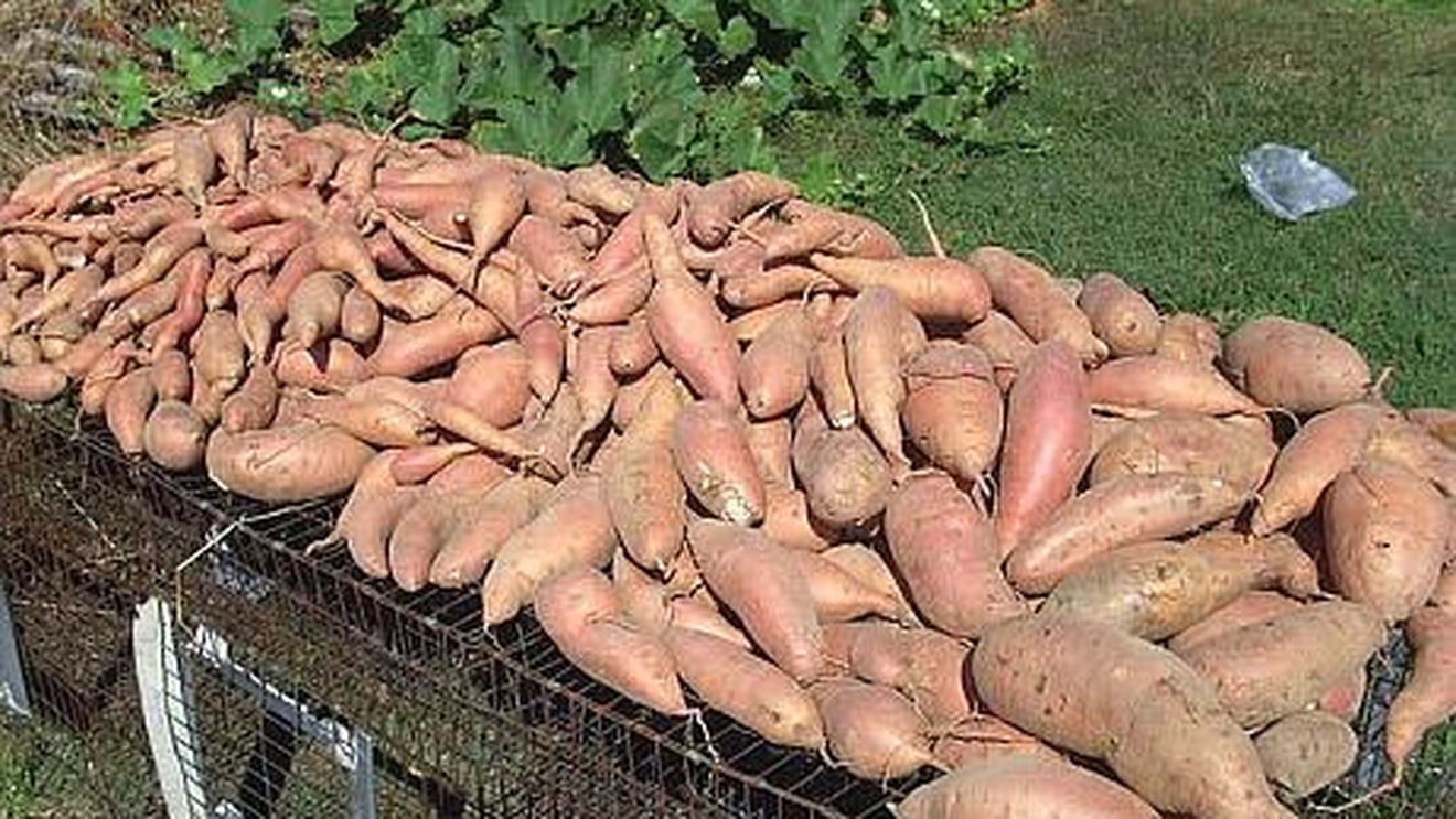 Cea mai nouă legumă de la noi: cartoful dulce de...Dăbuleni!