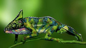 Iluzie optică de weekend! Doar cei mai inteligenţi oameni pot observa două femei atunci când se uită la această iguană