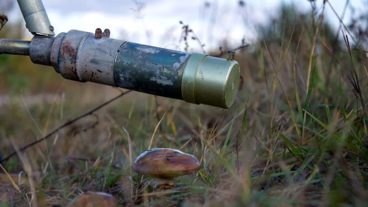 Ciuperca misterioasă de la Cernobîl care se hrănește cu radiații. Ce este și cum ar putea fi folosită în beneficiul oamenilor