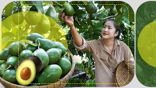 Secretul avocado care te va surprinde: fructul care NU se coace în copac