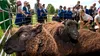 Test de cultură generală | Țara care are mai multe oi decât cetățeni