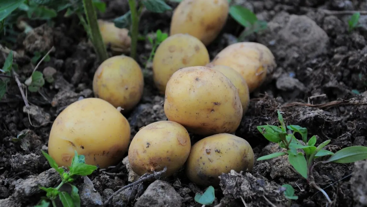 Inițiativă rară în România! Elevii primesc masă caldă din cartofii cultivați de primărie