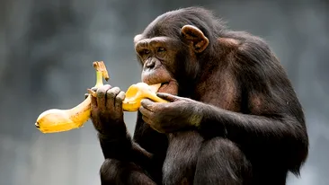Dacă nici maimuțele nu știu, atunci… Ultima descoperire e gravă! Cum trebuie mâncate bananele