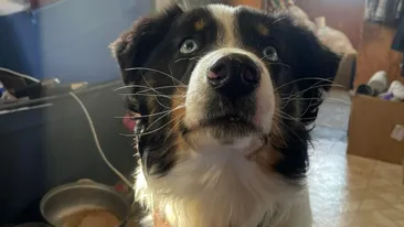 Povestea fantastică a lui Nanuq, câinele care a parcurs 241 de kilometri ca să-și vadă stăpânii din nou. De necrezut cum a ajuns animalul acasă