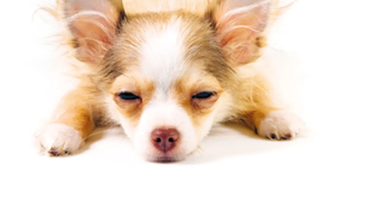 Un tribunal german i-a interzis unei femei sa viziteze cainele aflat la fostul sot