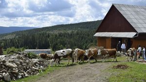 Ai auzit de satul Măguri? Este localitatea aflată la cea mai înaltă altitudine din România şi arată mirific