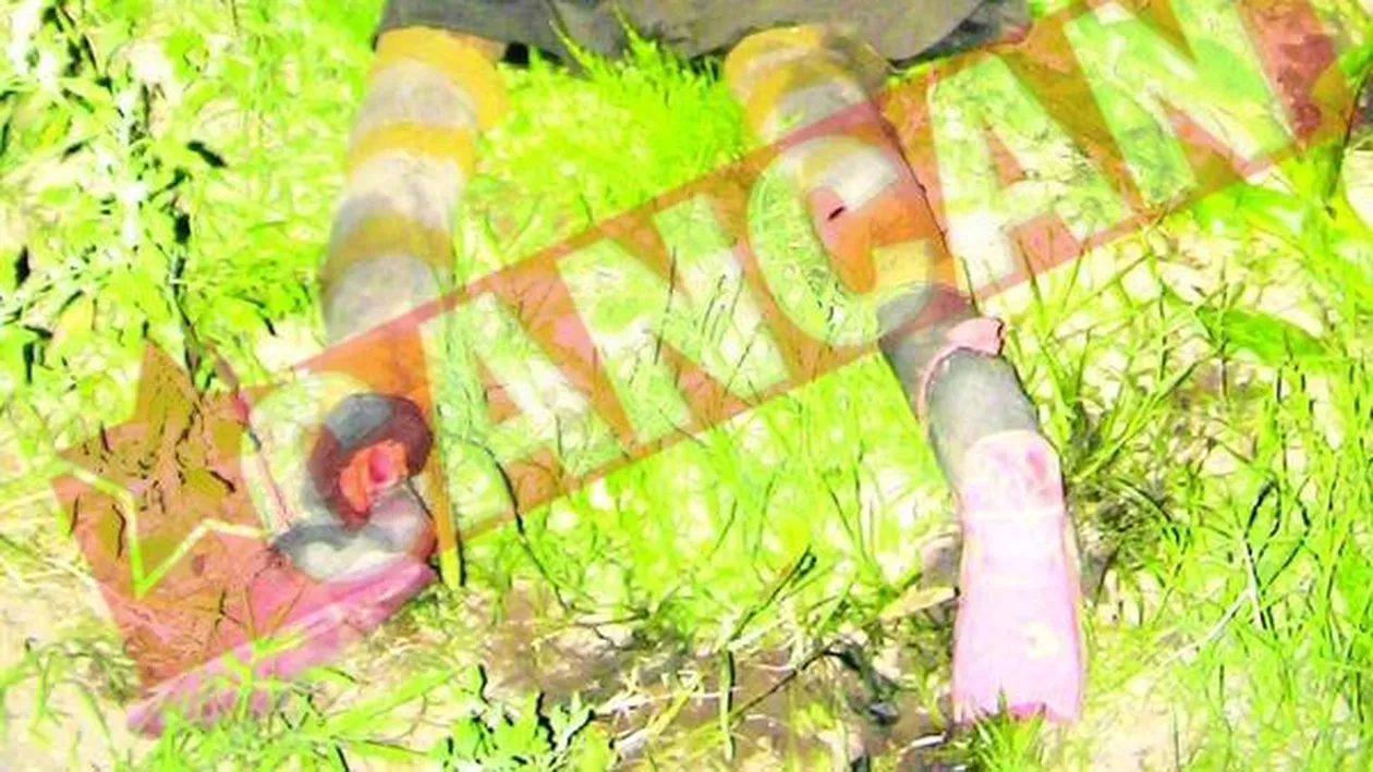 Batrana mancata de caini