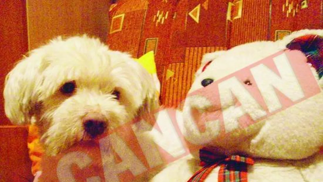 Ei sunt Lola, Bibi si Dixie!