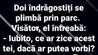 BANC | Iubito, ce ar zice acest tei dacă ar putea vorbi?