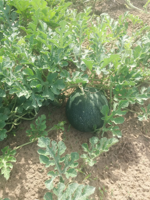 Producătorii se plâng că pepenii nu sunt profitabili