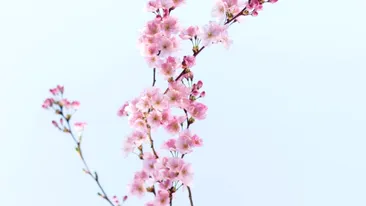 Echinocțiul de primăvară 2026. Ce trebuie să faci în această zi ca să atragi banii în viața ta