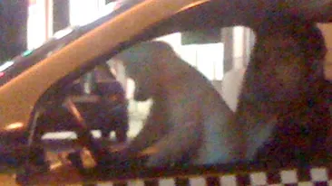 Ce nebunie! N-ai sa ghicesti niciodata ce animalut conducea masina unui taximetrist bucurestean! Ti se pare dragalas sau periculos?