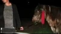 Hoțul ghinionist! A furat un cal din curtea unui bătrân, iar mai apoi a dat nas în nas cu polițiștii