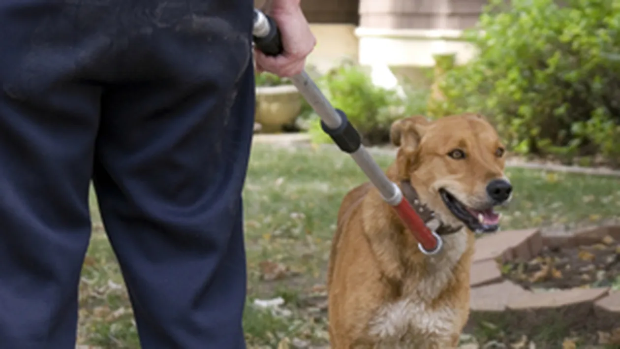 Un hot muscat de un caine politist da in judecata autoritatile si cere daune de 450.000 $