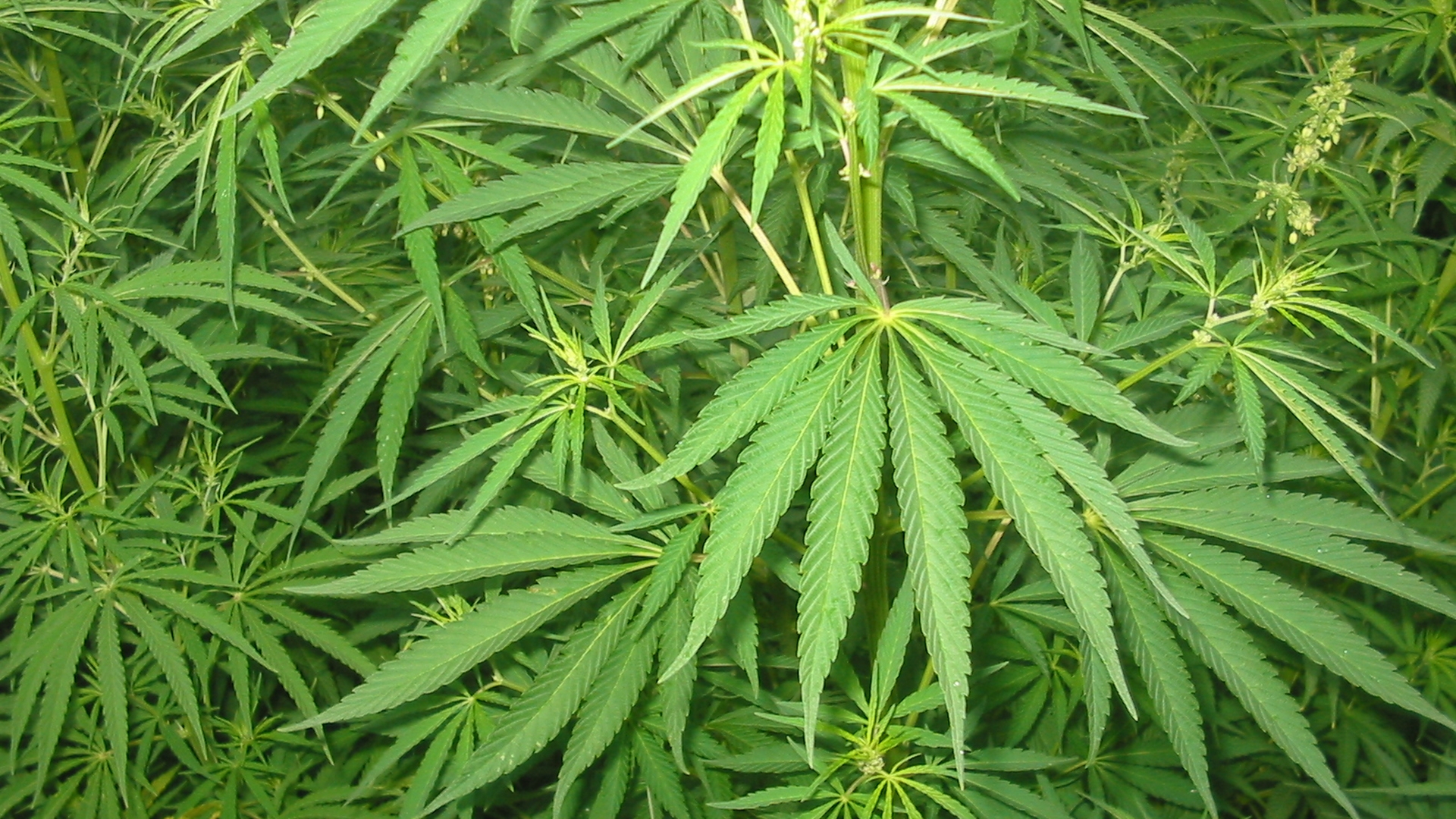 Cultivatori de vise! Sapte persoane au fost retinute pentru trafic de droguri!