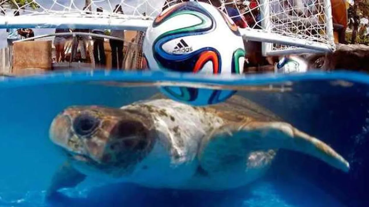 CUPA MONDIALA 2014 - Mascota Mondialului din Brazilia a facut prima predictie si i-a iesit! Ce meci a intuit corect