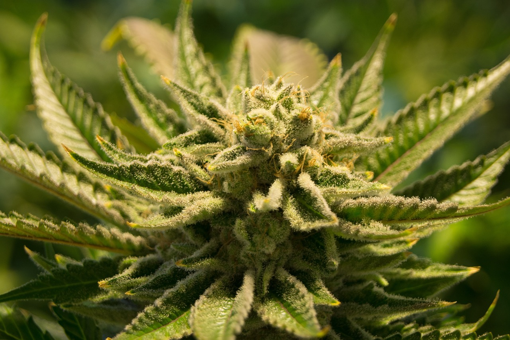 Cannabis sativa (Foto: Pixabay)
