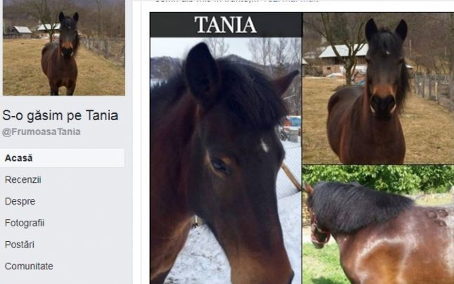 Aleră în Drăgăneşti după ce iapa Tania a fost furată. Proprietarii oferă recompensă şi au creat o pagină de Facebook cu semnalmentele şi pozele animalului
