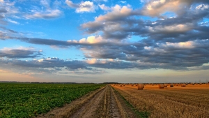 Fructul cu care au dat lovitura agricultorii români. Câștigă o avere cu doar un hectar cultivat