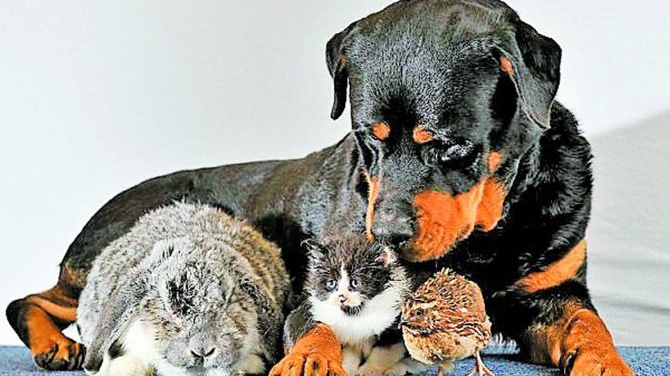 Rottweilerul Dave e mamica tuturor