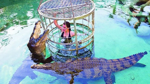 In cusca, printre crocodili