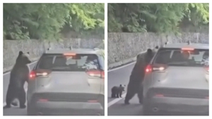 Turist rănit de urs pe Transfăgărășan. Autoritățile au emis Ro‑Alert