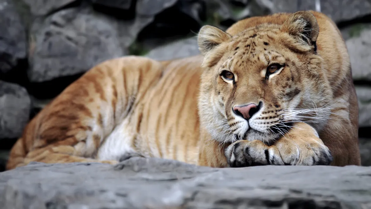 Copil de 5 ani, mușcat de un ligru la o grădină zoologică privată din Suceava. Micuțul a fost transportat de urgență la spital