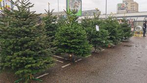 Nu e banc! Cât costă un brad de Crăciun adus din Danemarca, în decembrie 2025