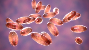 Anchetă epidemiologică în SUA, după ce o persoană a fost diagnosticată cu ciumă 