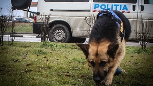 Fetiță de 6 ani din Maramureș, dispărută de acasă. Căutările sunt în curs de desfășurare